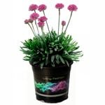 2.5L Dreameria Dreamland - Armeria pseudarmeria