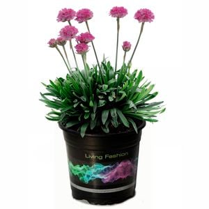 2.5L Dreameria Dreamland - Armeria pseudarmeria