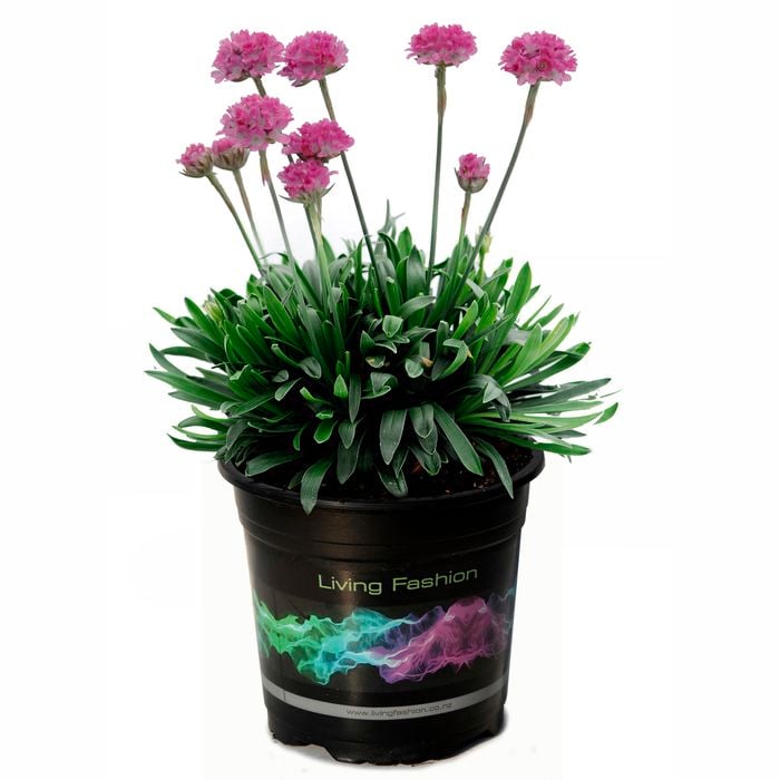 2.5L Dreameria Dreamland - Armeria pseudarmeria