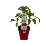 100mm Tomato Dynamo - Lycopersicum