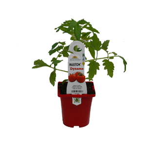 100mm Tomato Graft Dynamo - Lycopersicum