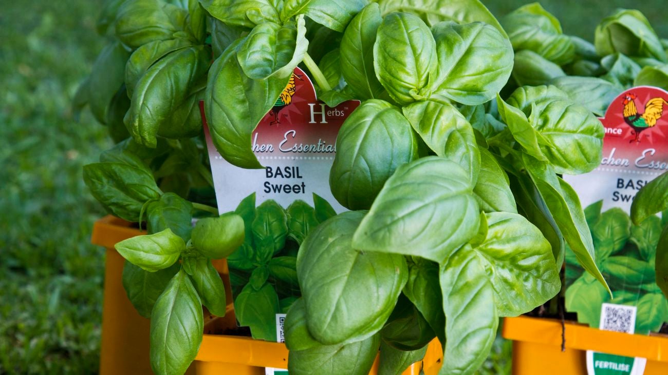 Sweet basil plant.