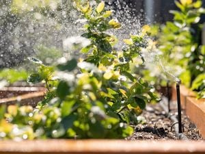 A drip irrigation system is watering a garden bed filled with green plants.