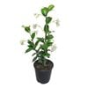 2L Star Jasmine - Trachelospermum jasminoides