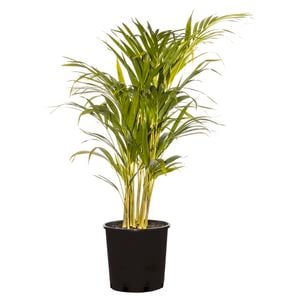 200mm Golden Cane Palm - Dypsis lutescens