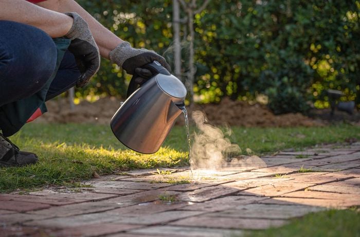 Bunnings team member wearing gloves pouring boiling water on weeds on pathway.