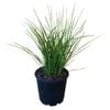 4.5L Lomandra Tanika - Lomandra longifolia 'LM300'