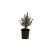 140mm Westringea Grey Box