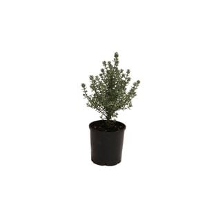 140mm Westringea Grey Box