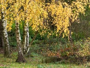 wide shot of a group of silver birch trees