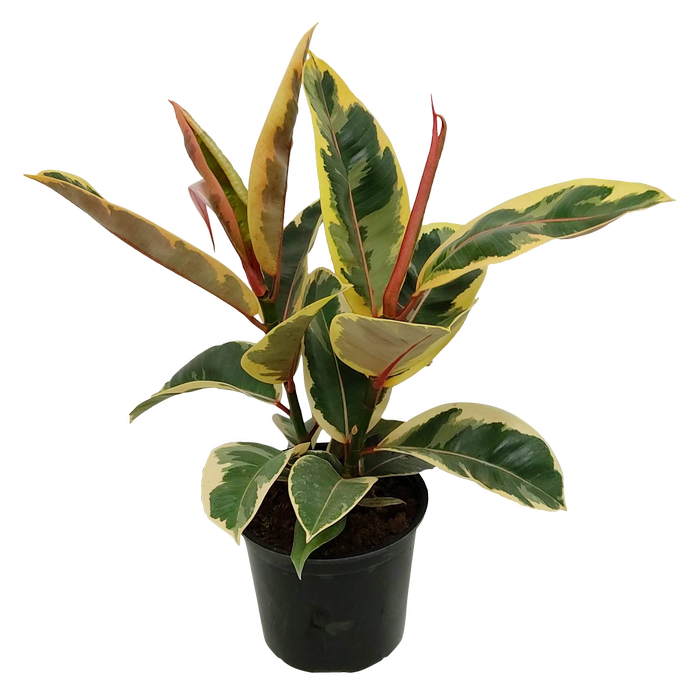 150mm Variegated Rubber Plant - Ficus elastica Tineke