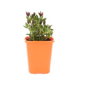 85mm Pigface - Mesembryanthemum Violet