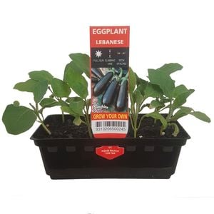 Mini Lebanese Eggplant Punnet - Solanum melongena