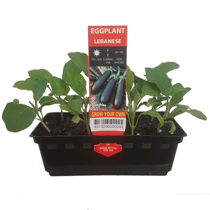 Mini Lebanese Eggplant Punnet - Solanum melongena