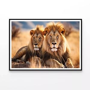 Lions Resting In the Grasslands  Print 100% Australian Made 90x60cm  (Poster)