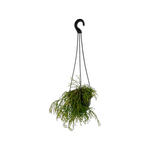 130mm Mistletoe cactus - Rhipsalis Hanging Pot
