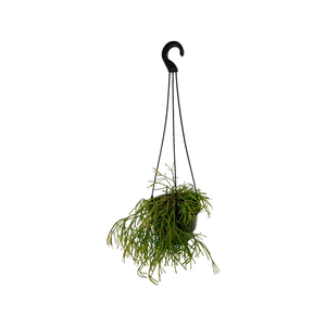 130mm Mistletoe cactus - Rhipsalis Hanging Pot