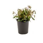 125mm Kalanchoe Freedom Bells