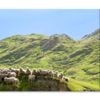 Flock Of Sheep Standing New Zealand  Print 100% Australian Made 150 x 100cm  (Stretched)