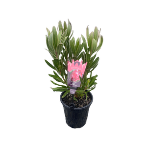 140mm Special Pink Ice - Protea neriifolia Susannae