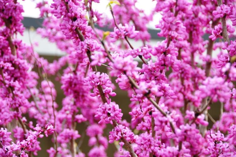 Pink flowers budding on a tree