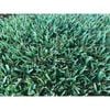 Coolabah Turf Eureka Premium VG Kikuyu - 0.5m² Turf Slab 