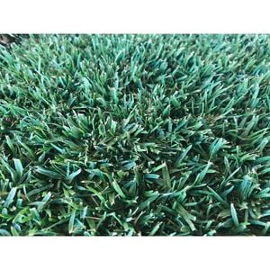 Coolabah Turf Eureka Premium VG Kikuyu - 0.5m² Turf Slab 