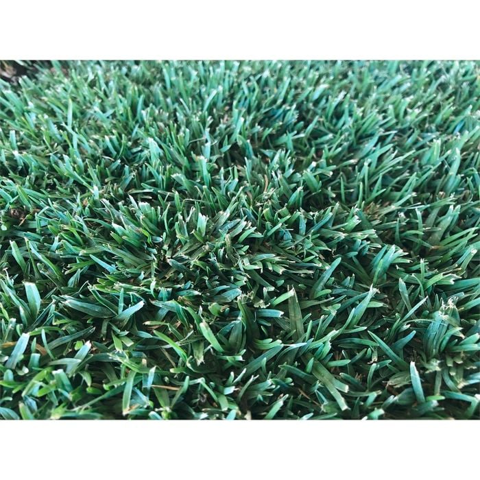 Coolabah Turf Eureka Premium VG Kikuyu - 0.5m² Turf Slab 