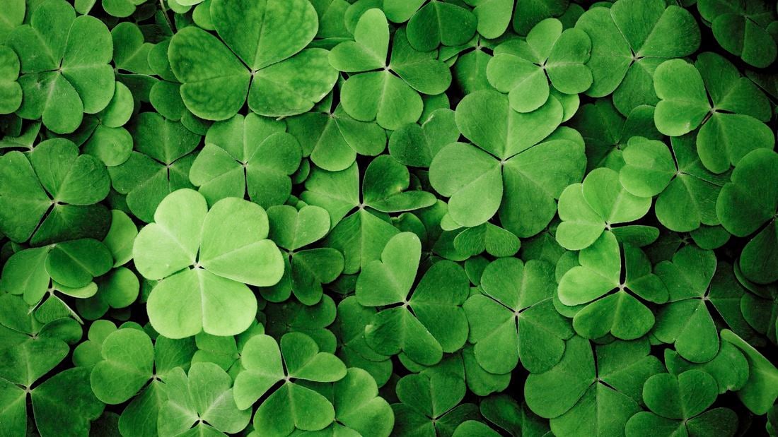 wide shot of vibrant green shamrock clover