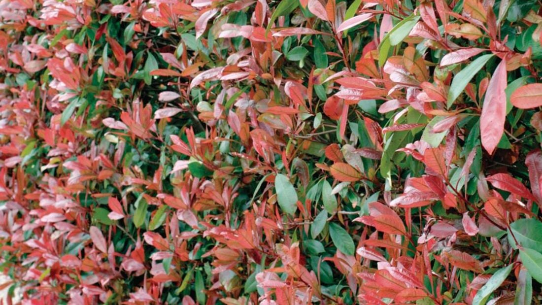 Photinia hedge plant with dark green foliage and red new leaf growth