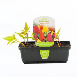 Punnet Celosia Mixed - Celosia plumosa