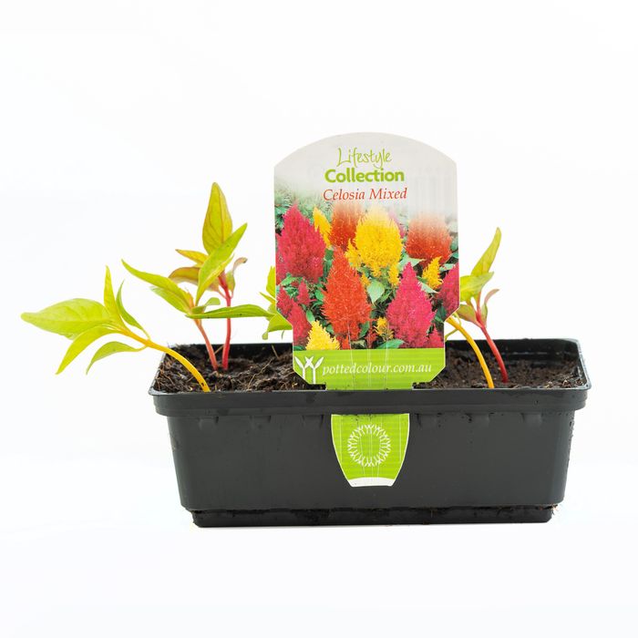 Punnet Celosia Mixed - Celosia plumosa
