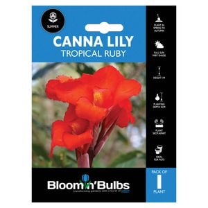 Bloomin' Bulbs Canna Lily - Canna hybrid cultivars