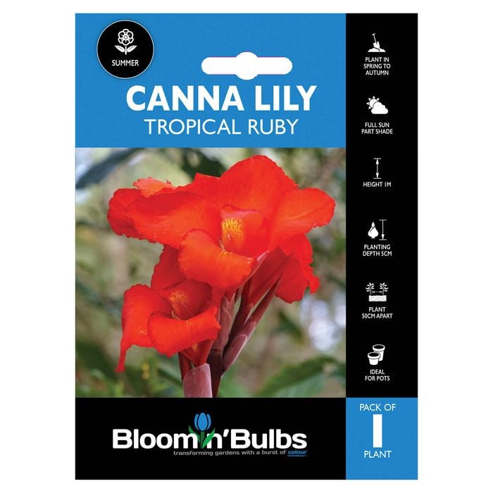 Bloomin' Bulbs Canna Lily - Canna hybrid cultivars
