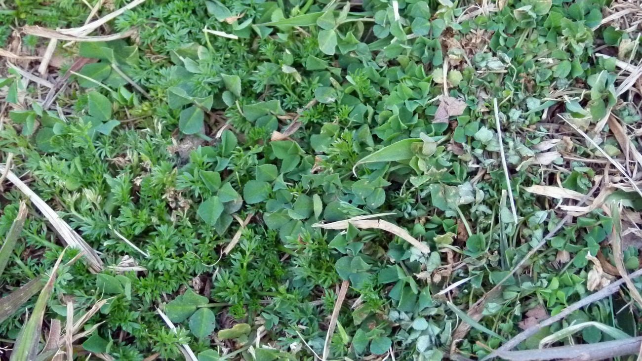 Weeds growing up through dead grass