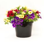 180mm Triple Treat Calibrachoa - Calibrachoa hybrid