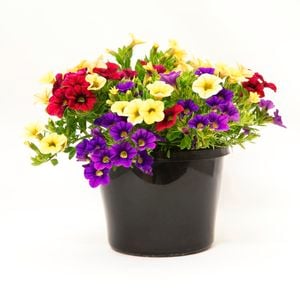 180mm Triple Treat Calibrachoa - Calibrachoa hybrid