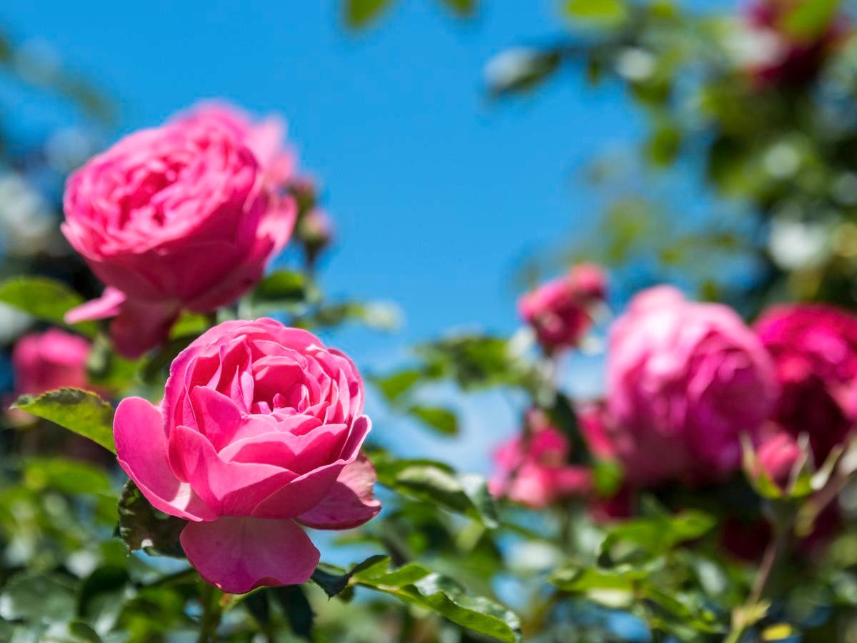 Rose Plants Bush, Climbing & Standard Roses Bunnings Australia