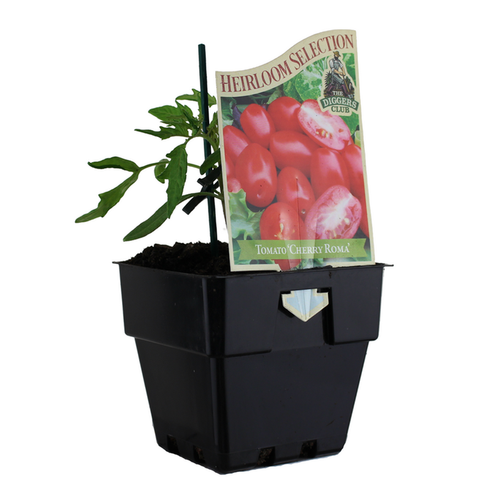 100mm Tomato Cherry Roma - Solanum lycopersicum