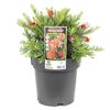 200mm Grevillea Fireworks - Grevillea hybrid