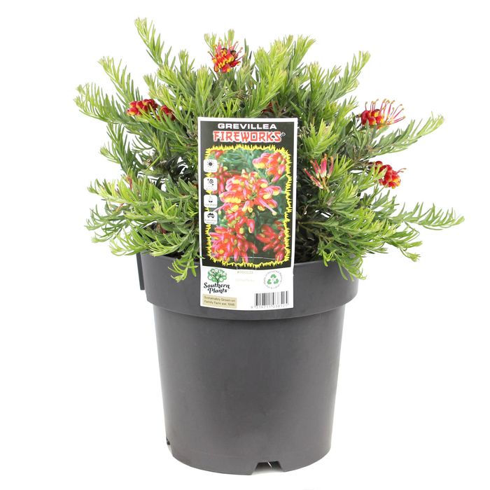 200mm Grevillea Fireworks - Grevillea hybrid