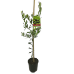 1.9L Olive Frantoio - Oleo europaea - Incredible Edibles® Range