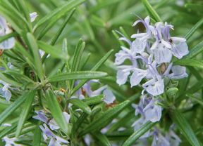 Rosemary plant with green needle-like leaves and pale lavender flowers.