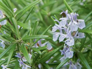 Rosemary plant with green needle-like leaves and pale lavender flowers.