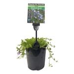 Plants for Ponds - 125mm Mazus Blue