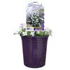 140mm Aubrieta Dappled Skies