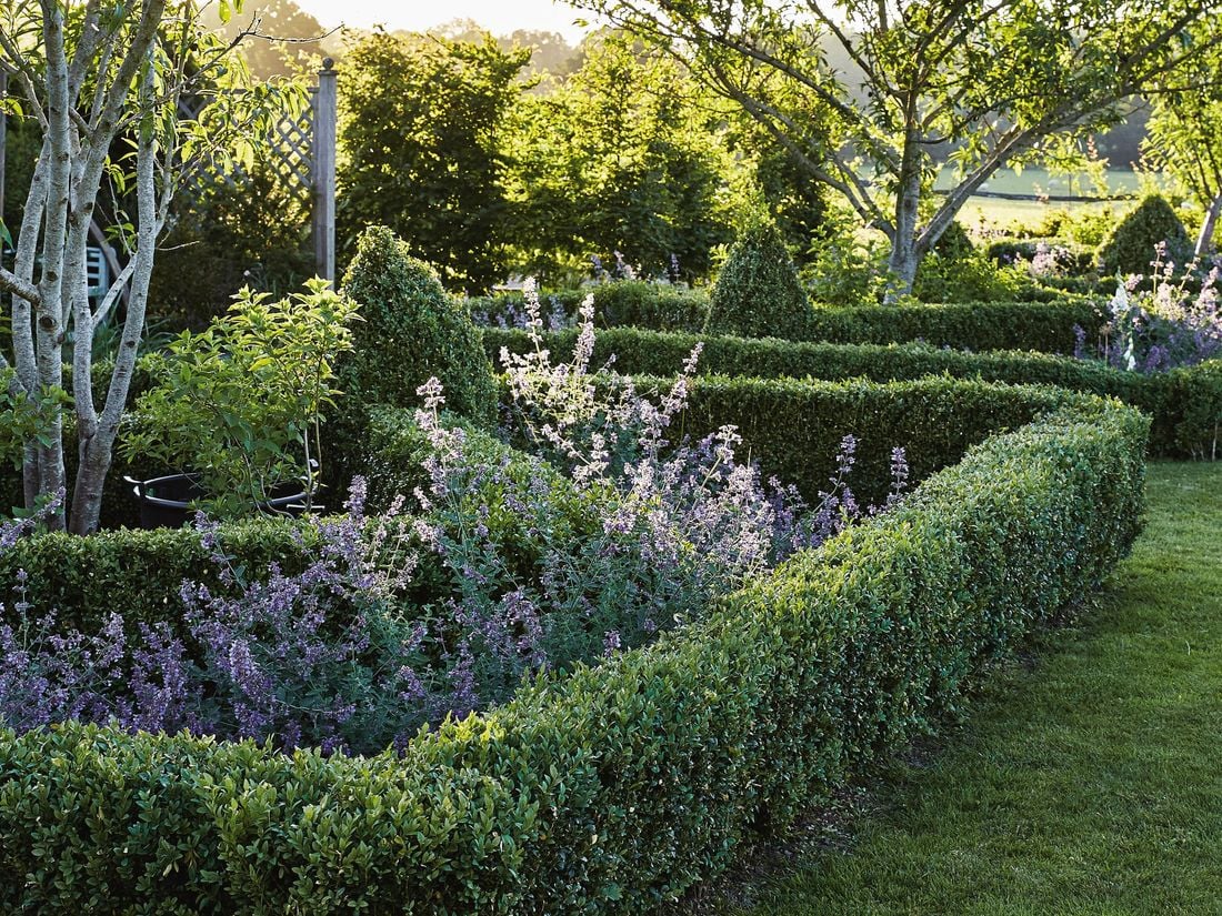 Green hedges in a traditional cottage style garden