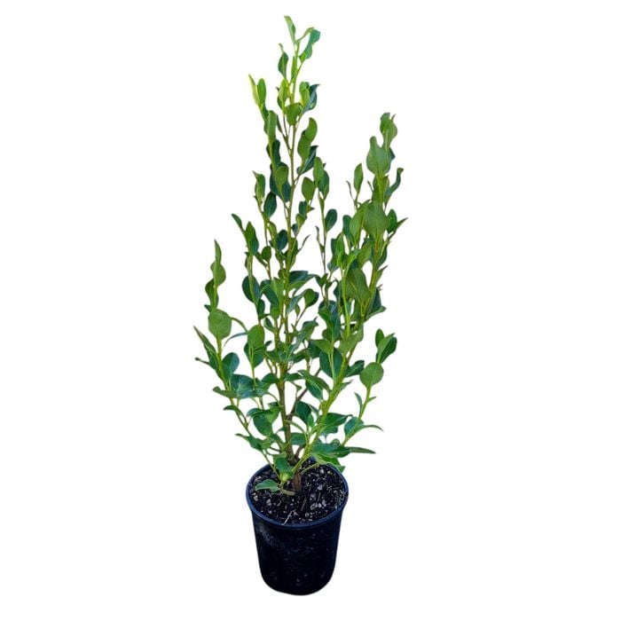 2L Griselinia Broadway Mint
