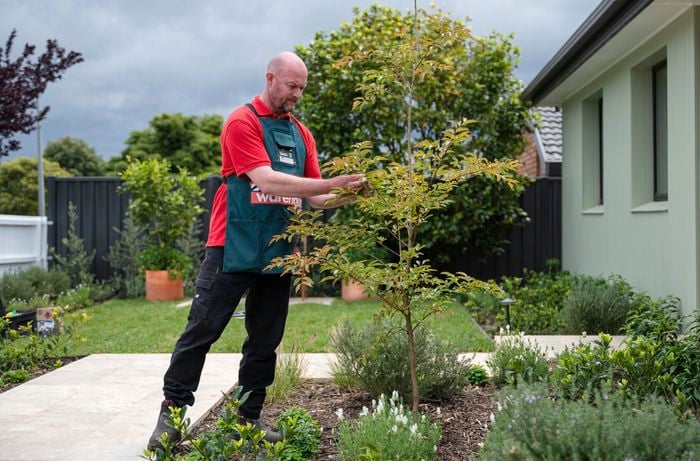 A person feeding a plant at the front garden.
