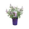 140mm Salvia So Cool Pink - Salvia
